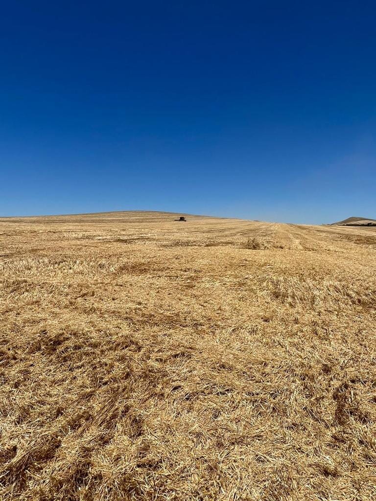 Harvest Time at Wandillah: Wool Meets Agriculture