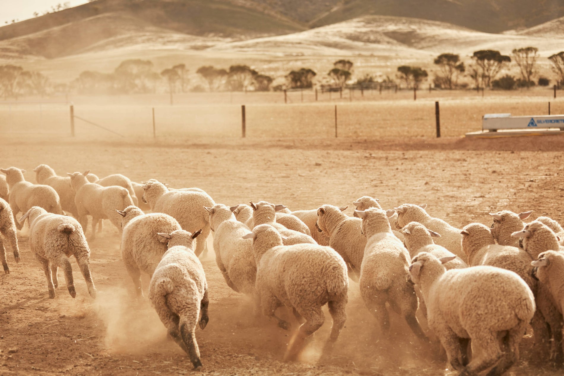 Iris & Wool Featured in The Adelaide Advertiser