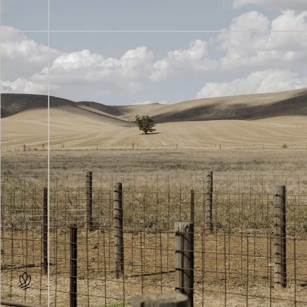 Wonderfully Wooly: Iris & Wool’s Sustainable Merino Journey